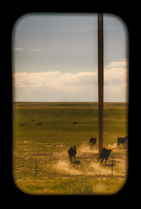 Katie Edwards Cattle running in a field