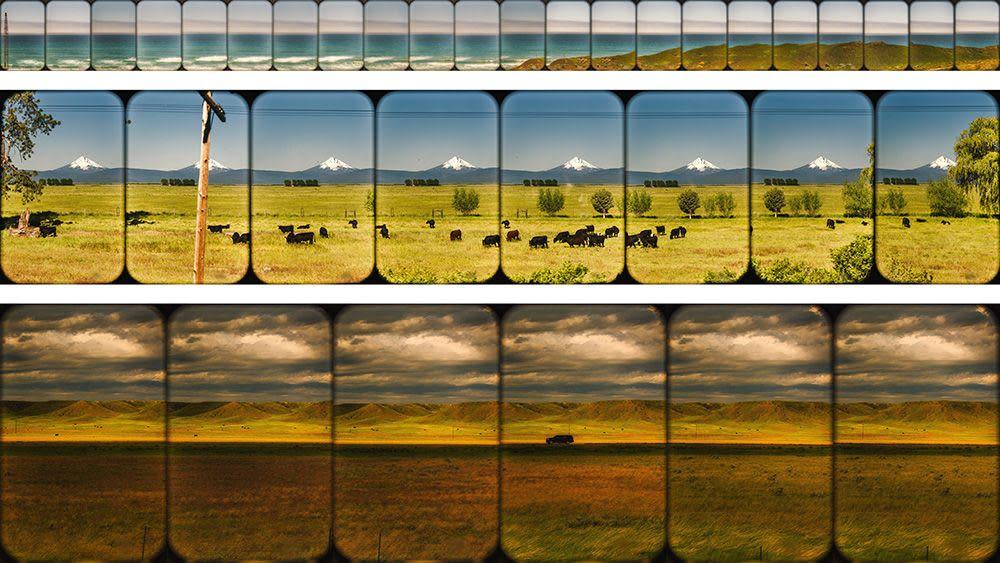 A panoramic image made up of different photographs showing field and cattle