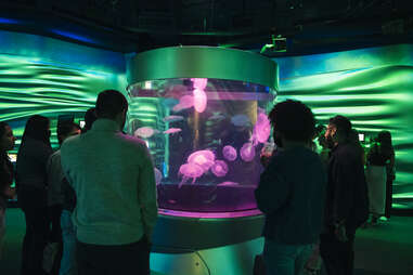 NightLife at California Academy of Sciences