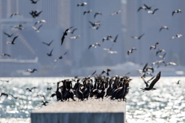 Birds take flight as the U.S. Navy Blue Angels roar over the San Francisco Bay as part of the annual Fleet Week, as seen from Treasure Island in San Francisco, Calif., on Friday, Oct. 11, 2024. The air show and other attractions continue on Oct. 12 and 13. (Ray Chavez/Bay Area News Group)