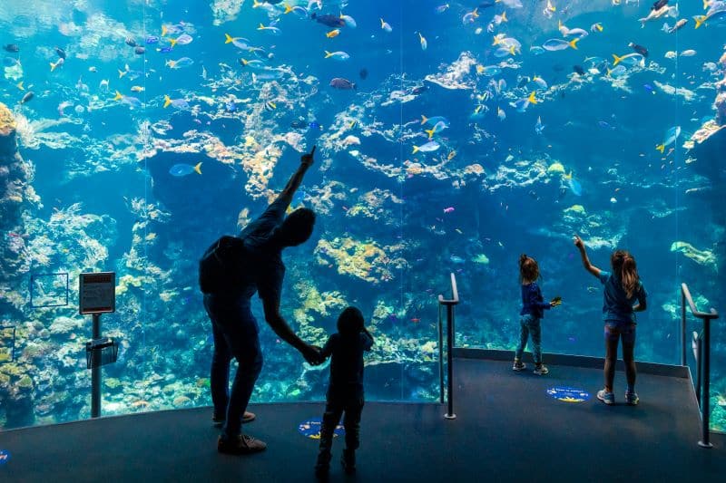 Kids and an adult look at an aquarium tank at the Academy of Sciences.