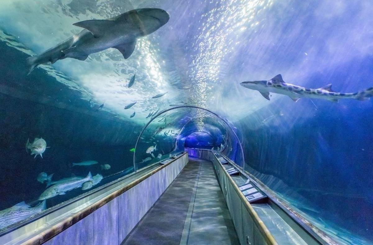 Sharks and fish swim overhead in a luminous underwater walk-through tunnel.