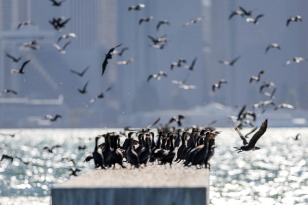 Birds take flight as the U.S. Navy Blue Angels roar over the San Francisco Bay as part of the annual Fleet Week, as seen from Treasure Island in San Francisco, Calif., on Friday, Oct. 11, 2024. The air show and other attractions continue on Oct. 12 and 13. (Ray Chavez/Bay Area News Group)