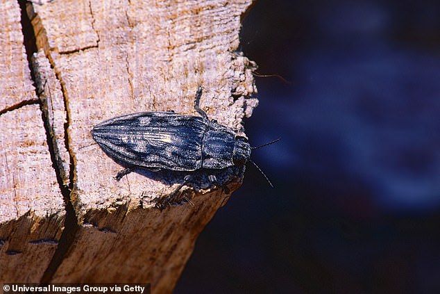 The couple were soon informed that they had wood-boring beetles eating away at the wood in their home and had to pay $4,500 to get it heat treated to push them out. (pictured: File photo of wood-boring beetle)