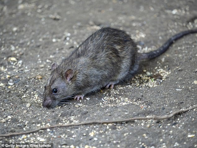 The couple found out they had Norwegian rats, or brown rats, hiding out under their floorboards (pictured: Stock image of Norwegian rat)