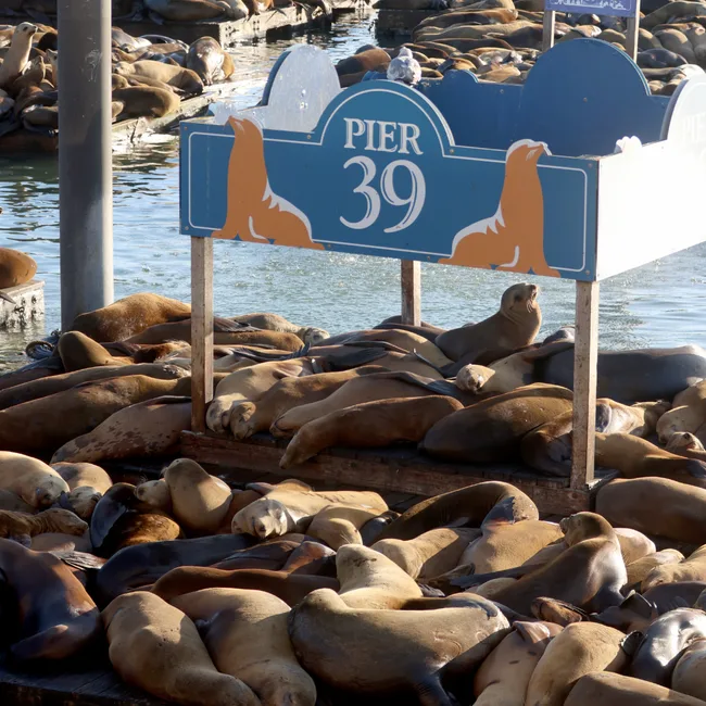 sea lions on pier 39