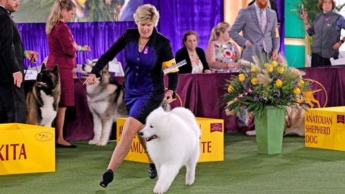 NEXT Trending Image: 2025 Westminster Dog Show: Schedule, dates, TV, streaming, how to watch