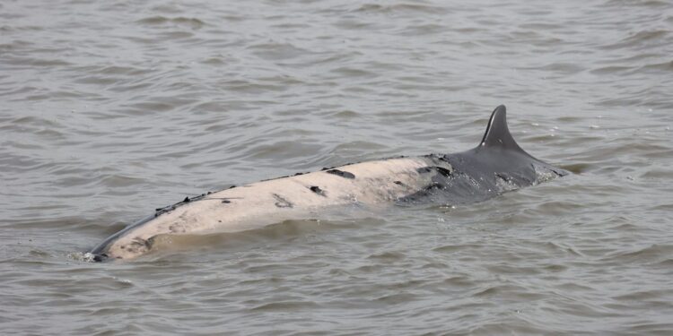 Rare minke whale stranded offshore by San Francisco waters euthanized
