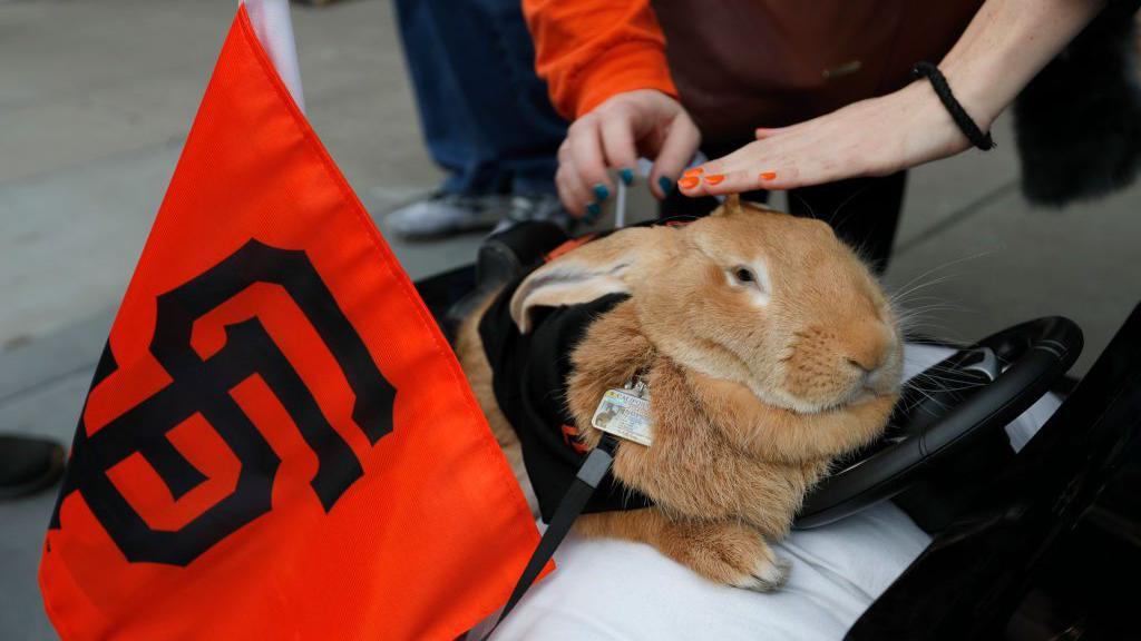 Massive Therapy Rabbit Goes Viral at San Francisco Giants, Seattle Mariners Game – Sports Illustrated