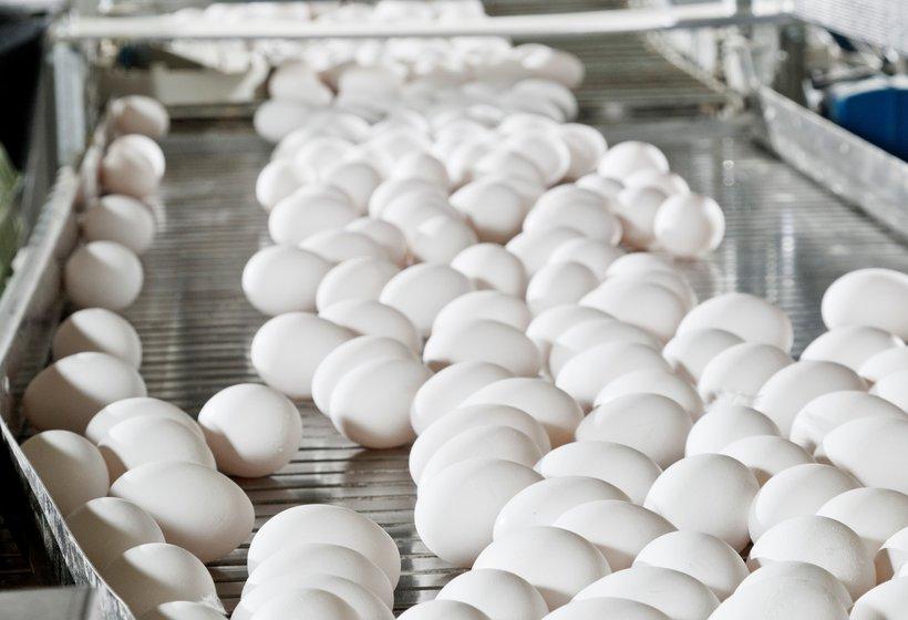 Egg Supplier Relocates U.S. Headquarters from San Francisco to Rogers Egg supplier moves U.S. headquarters from San Francisco to Rogers – Talk Business & Politics