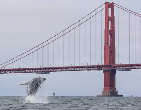 Fifth Whale Found Dead in San Francisco Bay This Month Sparks Concern Fifth whale found dead in waters of San Francisco Bay within a month – USA Today