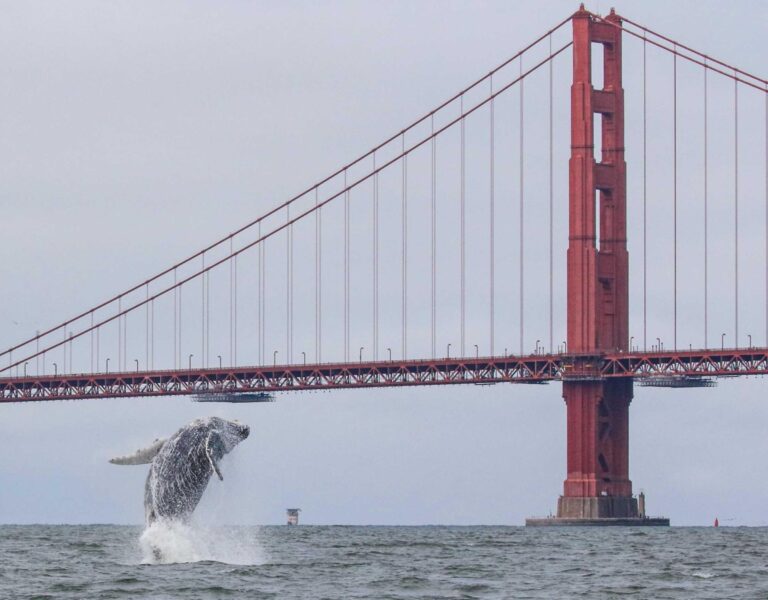 Fifth whale found dead in waters of San Francisco Bay within a month – USA Today