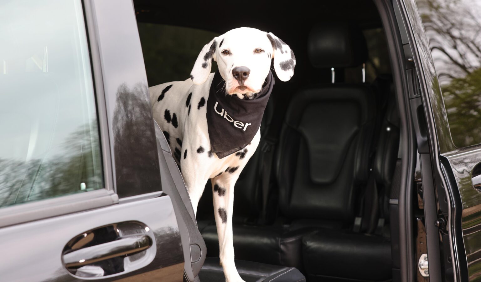 Need a lift for your pooch? Uber for dogs may soon be an option. – The Business Journals