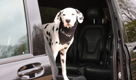 Need a Ride for Your Pooch? Uber for Dogs Could Be Coming Soon! Need a lift for your pooch? Uber for dogs may soon be an option. – The Business Journals