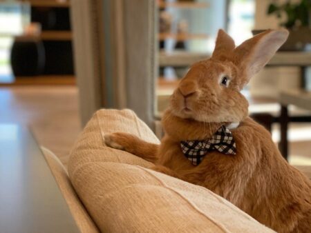 Meet Alex the Great: The Sports-Loving Therapy Rabbit Who Stole the Spotlight at an MLB Game! Alex the Great, a sports-loving therapy rabbit, makes waves again at MLB game: Watch – USA Today