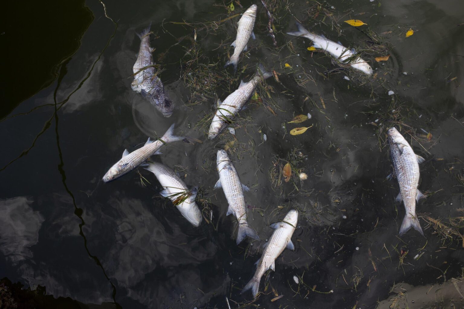 Travel Warning Issued for Millions on West Coast – Newsweek