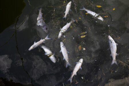 Urgent Travel Alert: Critical Update for Millions on the West Coast Travel Warning Issued for Millions on West Coast – Newsweek