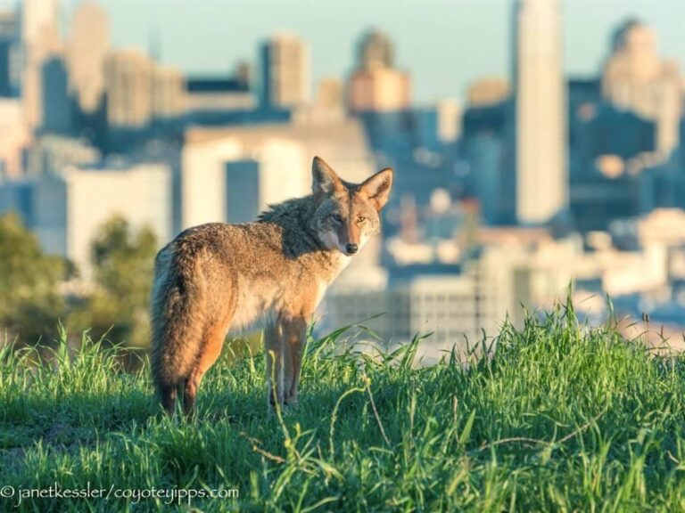 Survivor’s island: coyotes seen paddling across deep San Francisco Bay waters – The Guardian