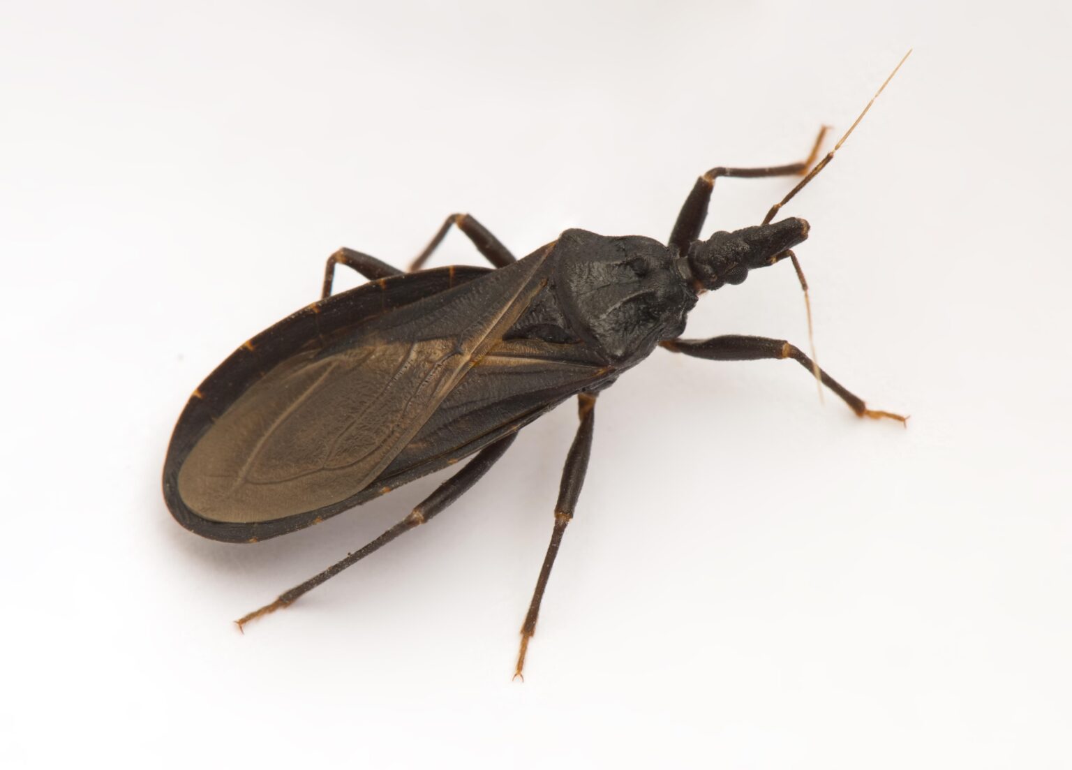Chagas Disease-Carrying Insects Discovered in California: Essential Facts You Should Know Insects carrying Chagas disease are in California. How worried should you be? – San Francisco Chronicle