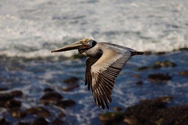 Gunfire Breaks Out at California Coast Guard Base, Leaving Two Injured During Immigration Protest Shooting at California Coast Guard base wounds 2 during immigration protest – USA Today