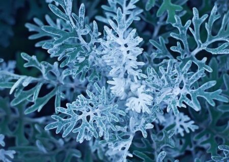 Steve Miller recalls late ’60s San Francisco music having ‘a dark side’ but ‘so much beauty’ – USA Today