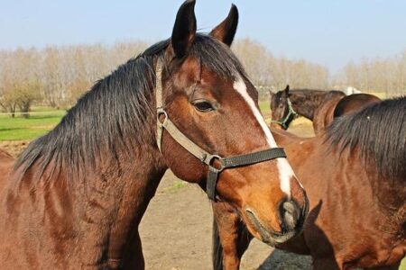 Exploring the Vision and Leadership of Melinda Bihn at the International School of San Francisco A Conversation with Melinda Bihn, Head of School at The International School of San Francisco – MerciSF
