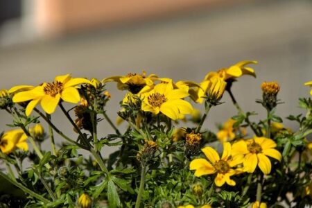 WATCH: Biden, López Obrador talk fentanyl, migration during San Francisco meeting – PBS