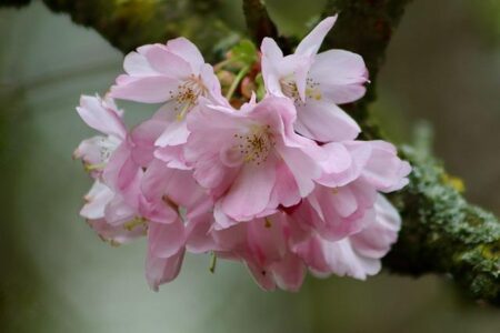 What to Do at the Northern California Cherry Blossom Festival | Visit California – Visit California