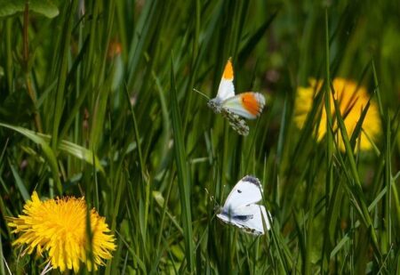 T.S.A. Tipped Off ICE Agents Before Arrests at San Francisco Airport – The New York Times