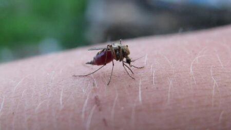 The world’s deadliest infectious disease is on the rise in the US – vox.com