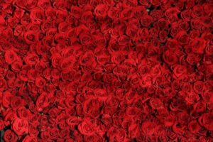 An Abundance of Influence – The Nation